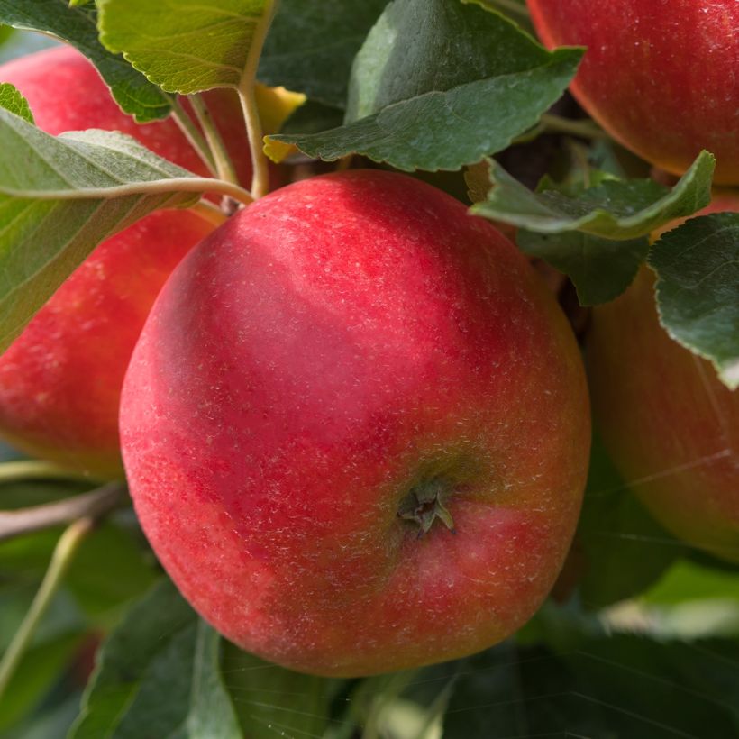 Zwergapfelbaum Fruit Me Apple Me Elstar - Malus domestica (Harvest)
