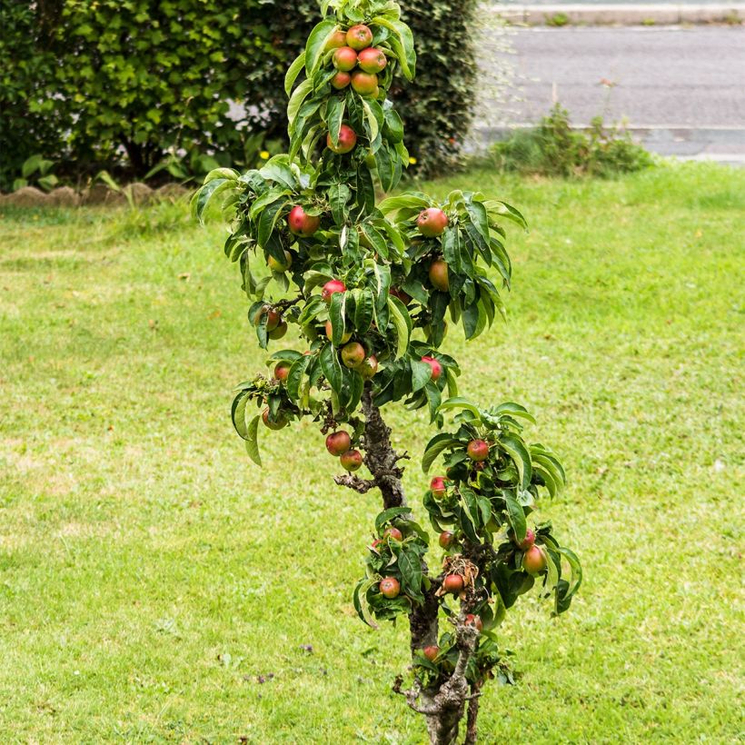 Zwergapfelbaum Fruit Me Apple Me Elstar - Malus domestica (Plant habit)