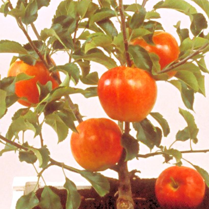 Zwergapfelbaum Garden Sun Red - Malus domestica (Harvest)