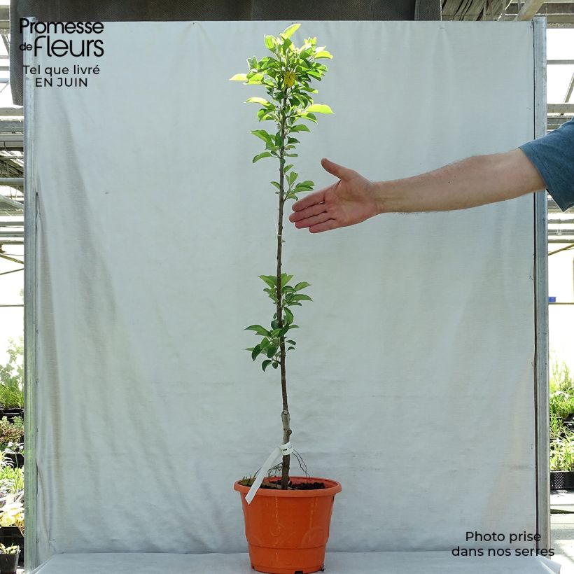 Example of Zwergapfelbaum Garden Sun Red - Malus domestica Topf mit 6L/7L, Zwergform as you get in ete