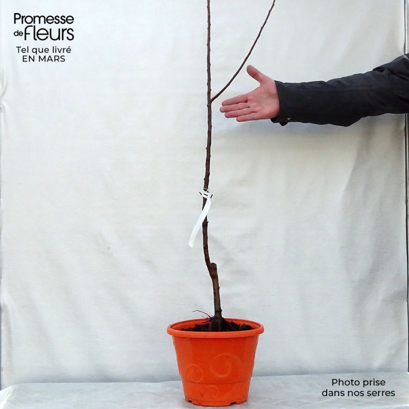 Exemplar von Zwergapfelbaum Garden Sun Red - Malus domestica Topf mit 6L/7L, 1/4 Stängel wie im Frühjahr geliefert