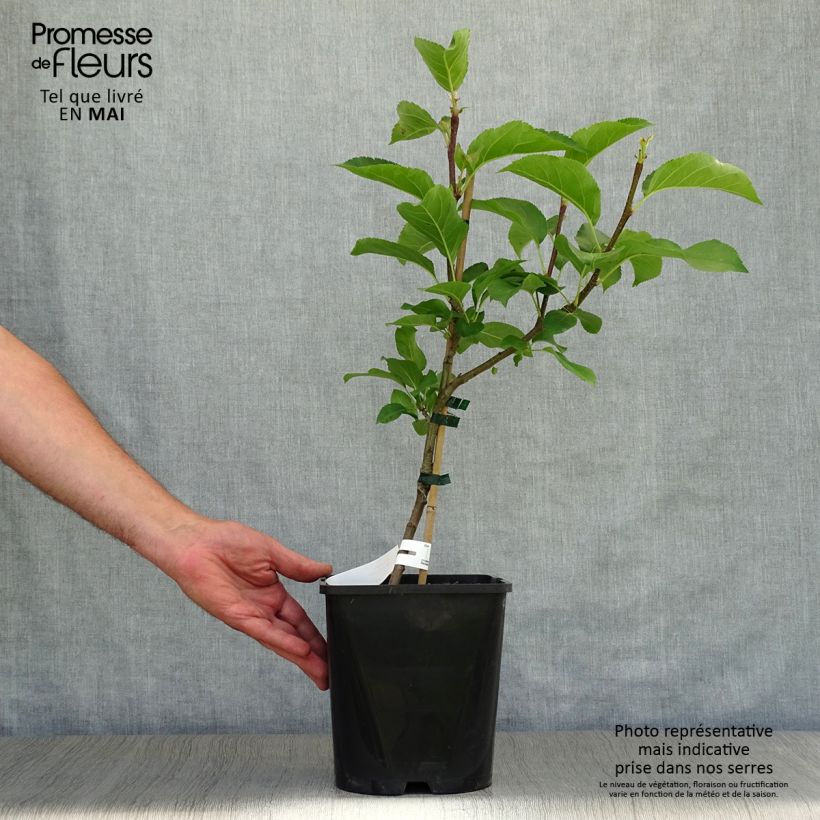 Exemplar von Zwergapfelbaum Fruit Me Apple Me Yellow Golden - Malus domestica Topf mit 4L/5L, Zwergform wie im Frühjahr geliefert