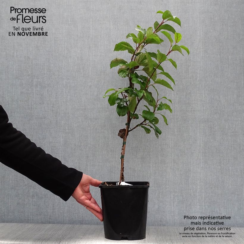 Example of Zwergapfelbaum Fruit Me Apple Me Yellow Golden - Malus domestica Topf mit 4L/5L, Zwergform as you get in automne