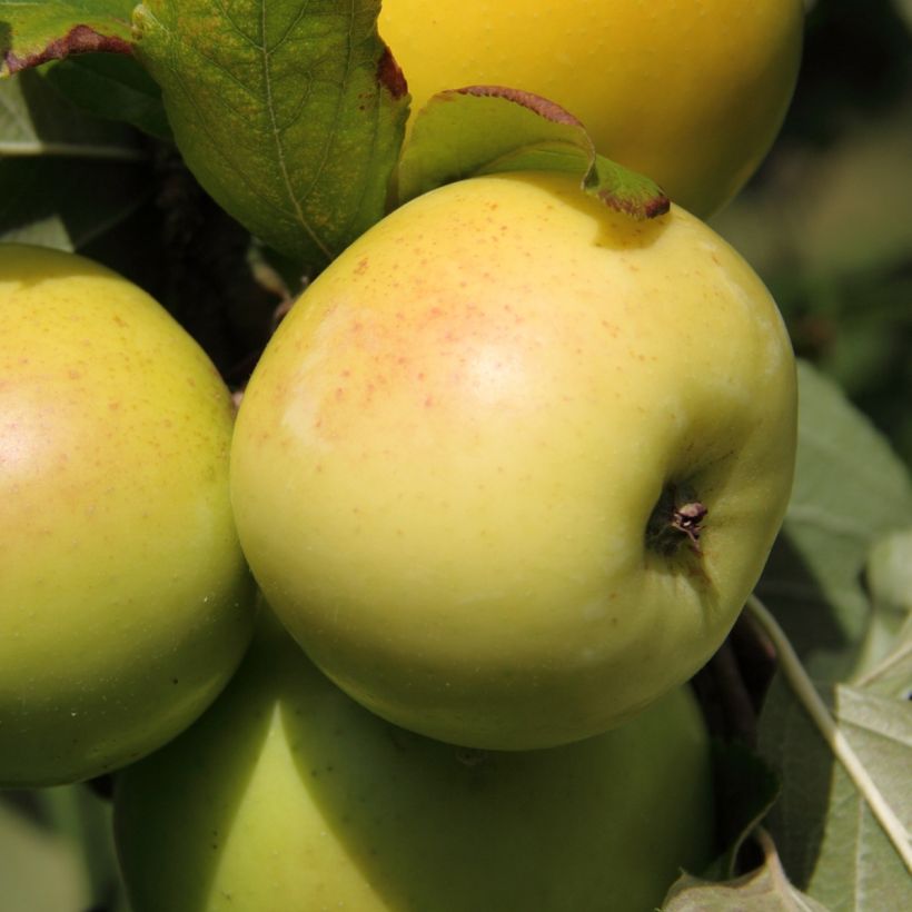 Zwergapfelbaum Fruit Me Apple Me Yellow Golden - Malus domestica (Harvest)