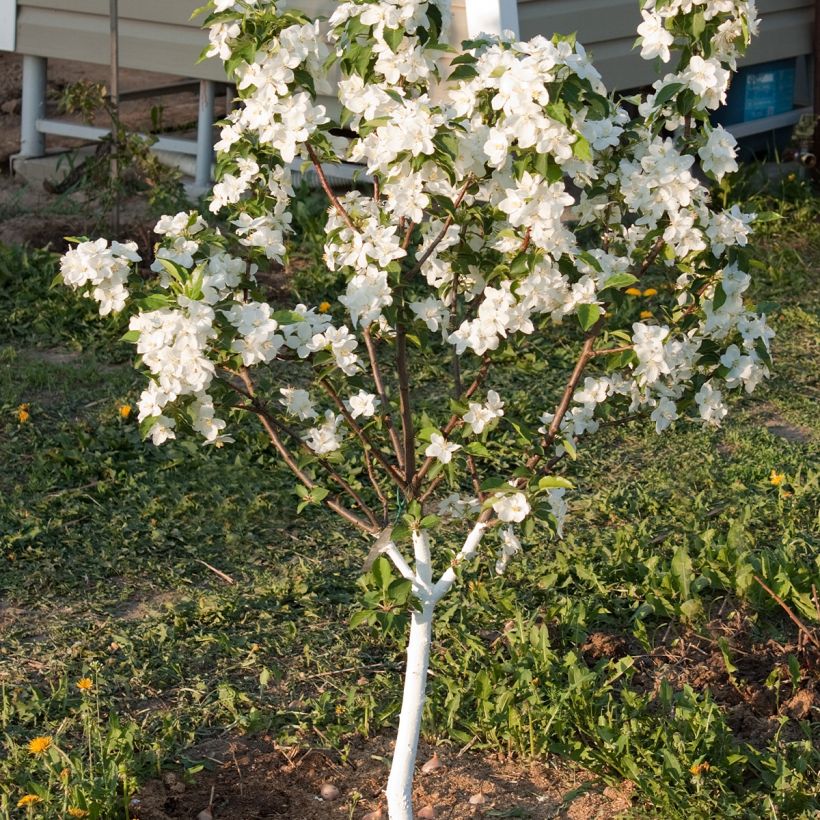 Zwergapfelbaum Fruit Me Apple Me Yellow Golden - Malus domestica (Plant habit)