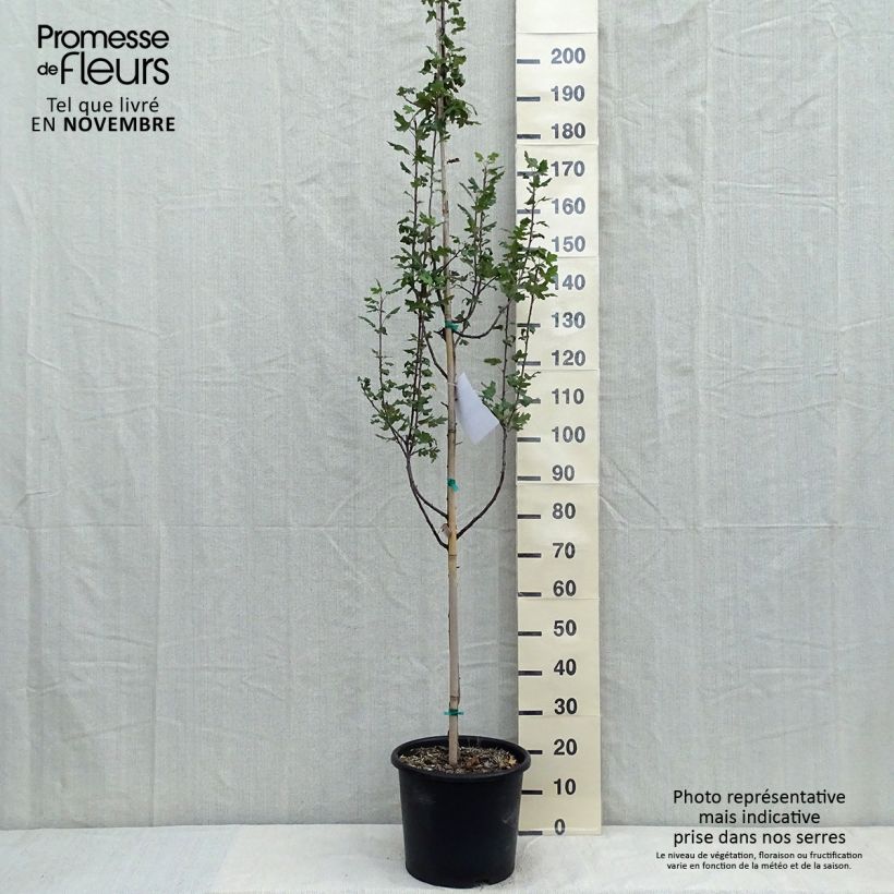 Example of Dreilappiger Apfel - Malus trilobata Topf mit 12L/15L as you get in automne