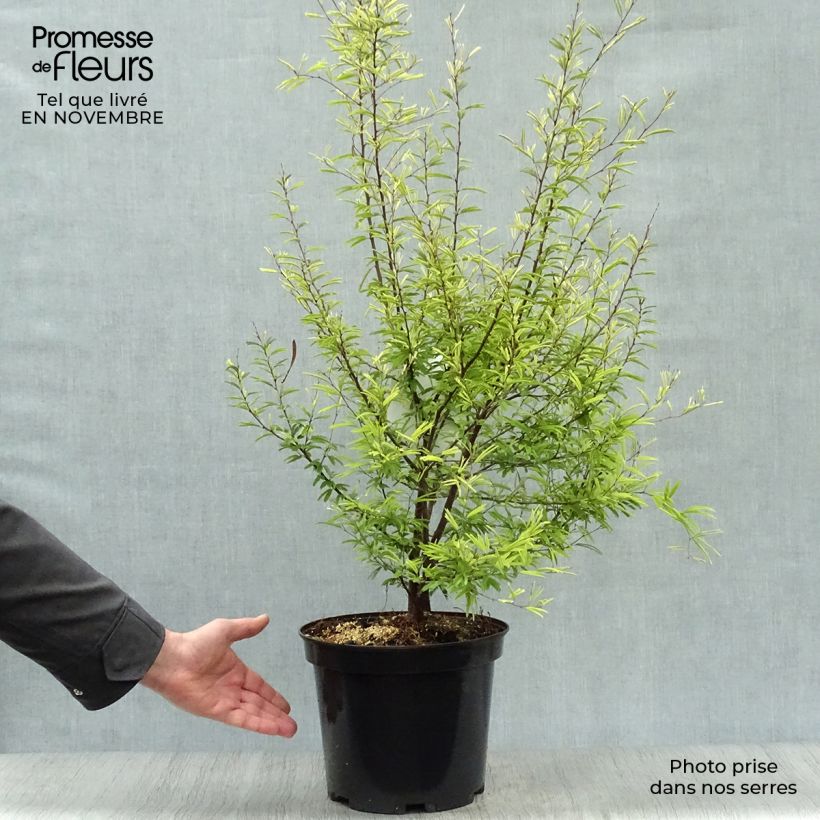 Example of Calliandra surinamensis - Rosa Puderquastenstrauch Topf mit 7,5L/10L as you get in automne
