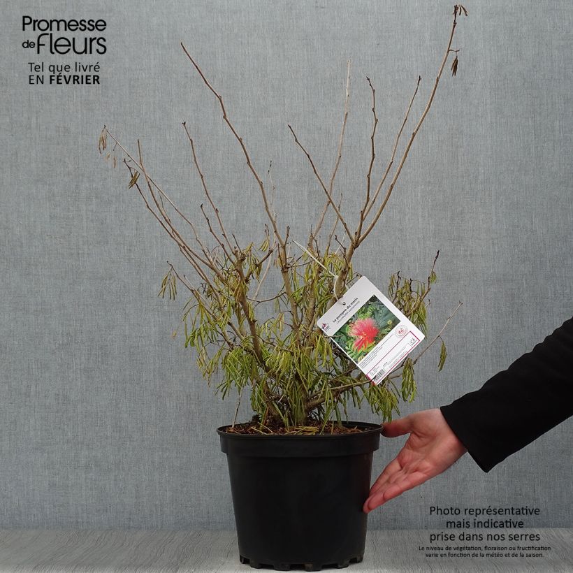 Exemplar von Calliandra surinamensis - Rosa Puderquastenstrauch Topf mit 7,5L/10L wie im Winter geliefert