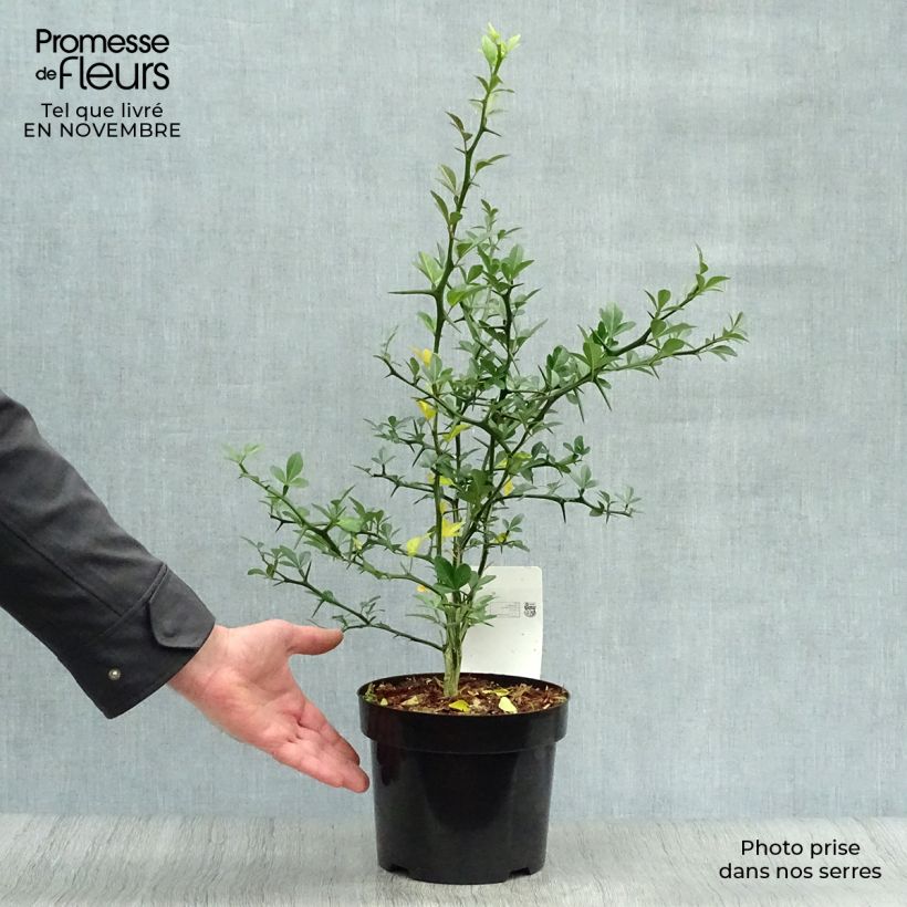 Example of Dreiblättrige Orange - Poncirus trifoliata Topf mit 3L/4L as you get in automne