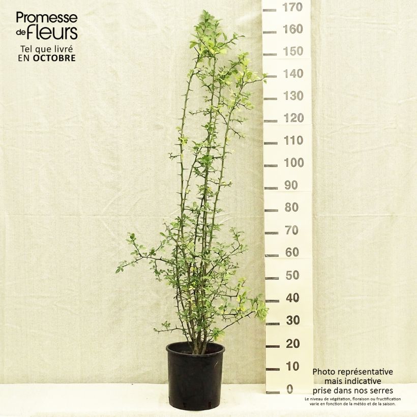 Example of Dreiblättrige Orange - Poncirus trifoliata Topf mit 7,5L/10L as you get in automne
