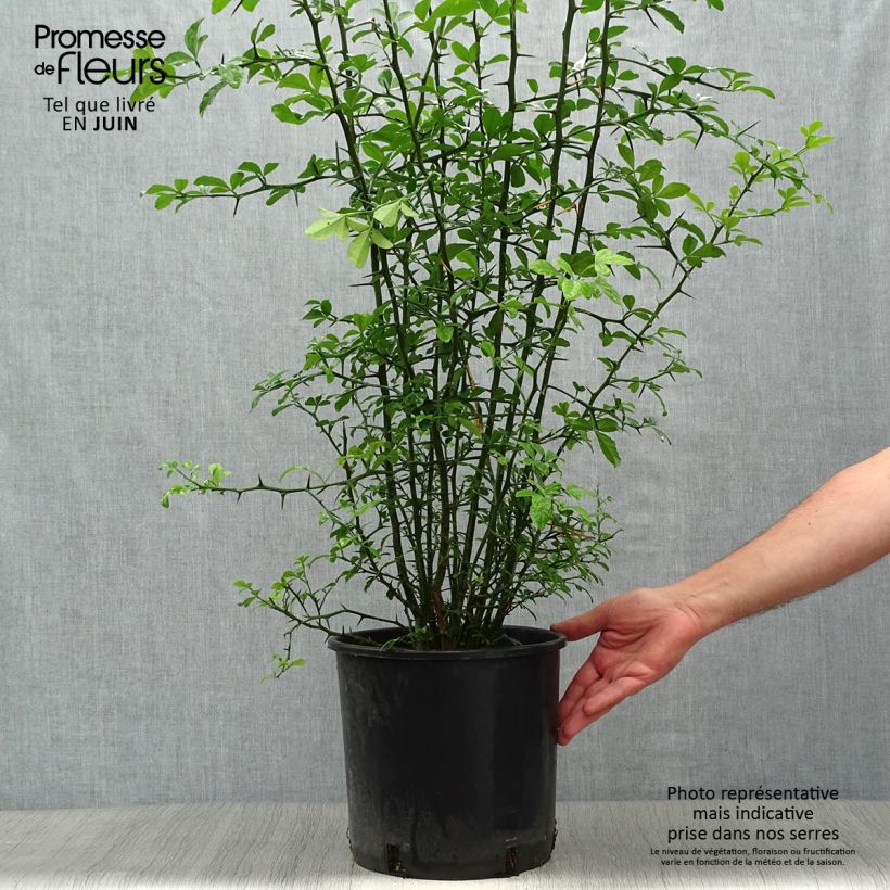 Exemplar von Dreiblättrige Orange - Poncirus trifoliata Topf mit 7,5L/10L wie im Sommer geliefert
