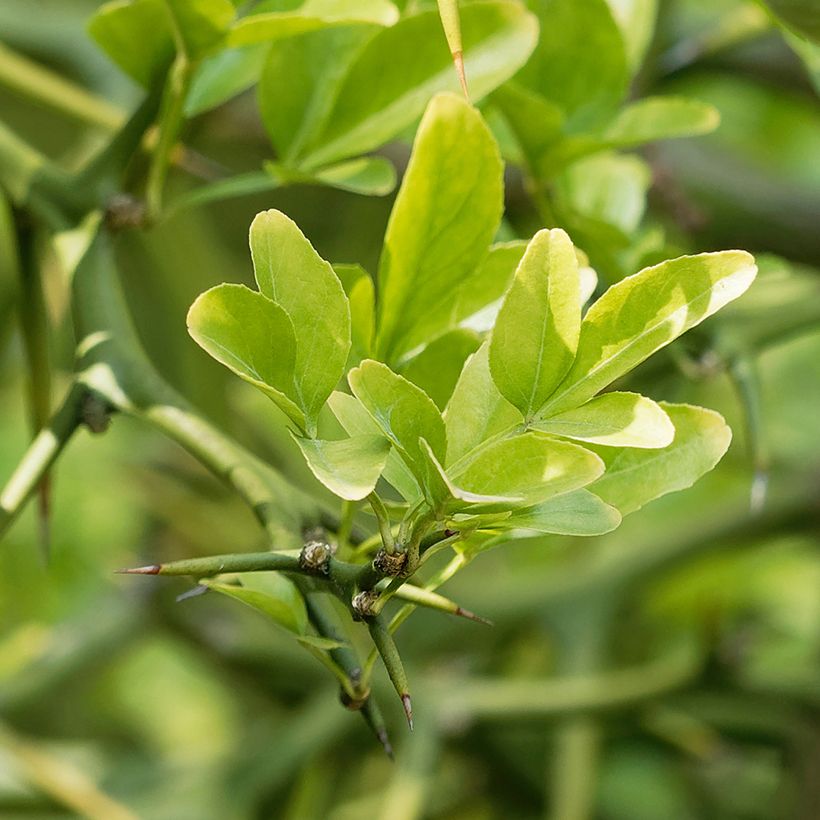 Dreiblättrige Orange Flying Dragon - Poncirus trifoliata (Foliage)