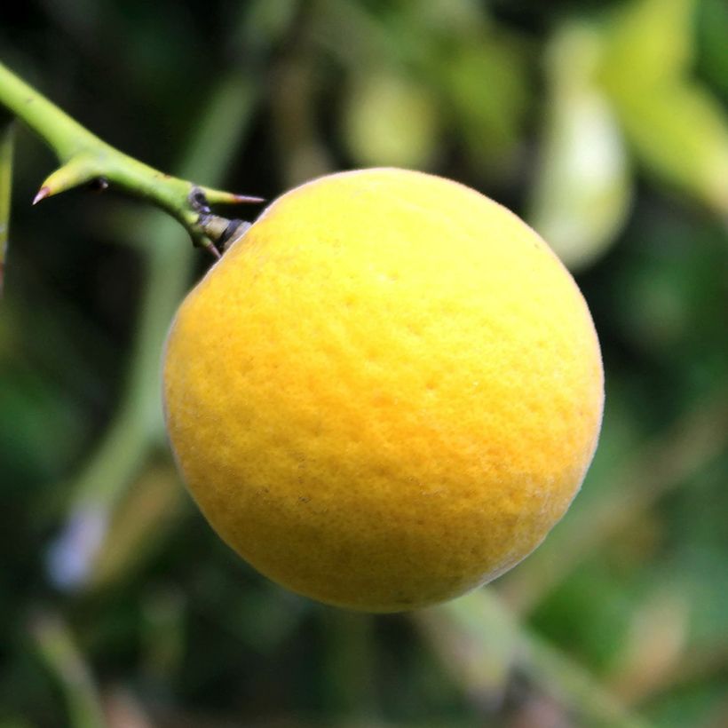 Dreiblättrige Orange Flying Dragon - Poncirus trifoliata (Harvest)