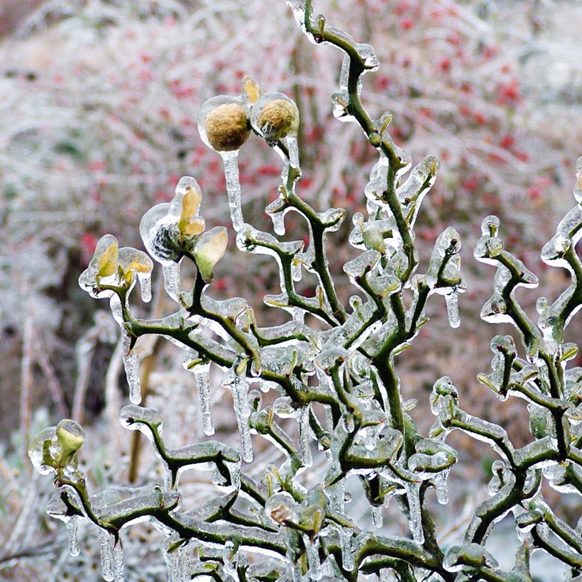 Dreiblättrige Orange Flying Dragon - Poncirus trifoliata (Plant habit)