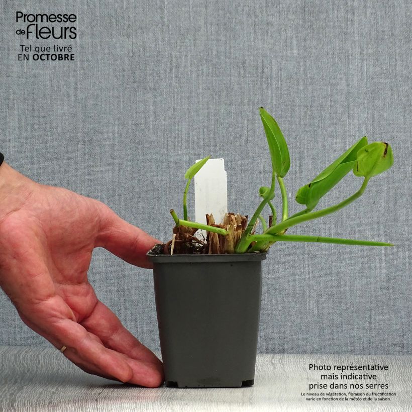 Example of Pontederia cordata White Pike - Hechtkraut Kleine Töpfe von 8/9 cm as you get in automne
