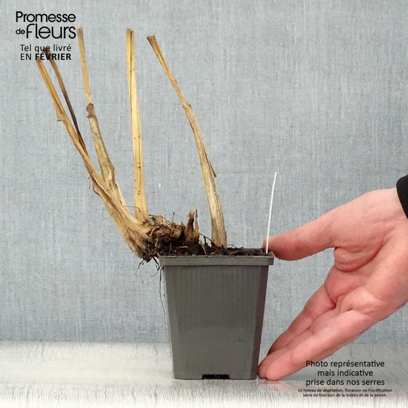 Exemplar von Pontederia cordata White Pike - Hechtkraut Kleine Töpfe von 8/9 cm wie im Winter geliefert