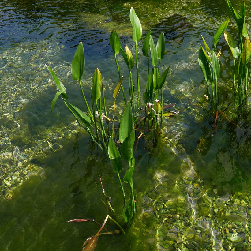 Pontederia lanceolata - Herzblättriges Hechtkraut (Plant habit)