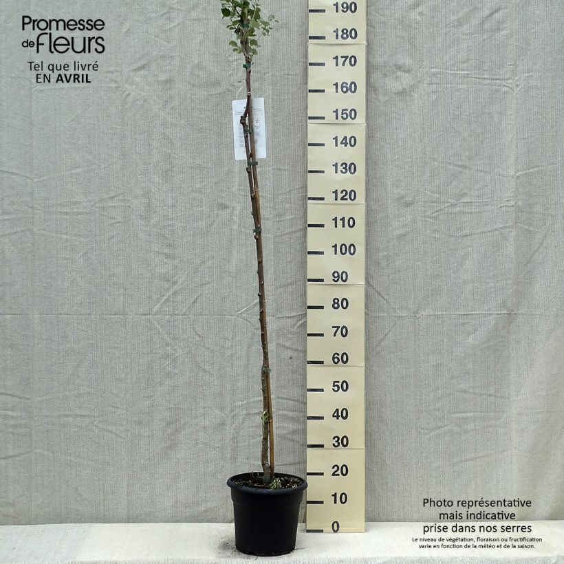 Exemplar von Silber-Pappel - Populus alba Topf mit 7,5L/10L wie im Frühjahr geliefert