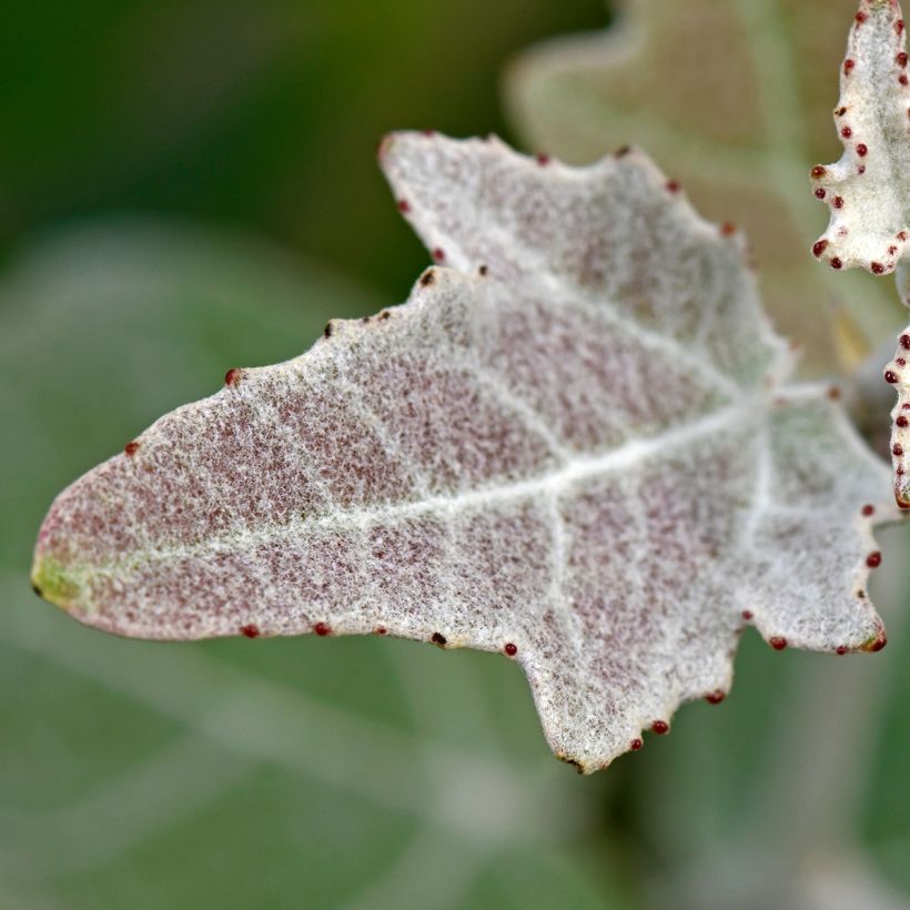 Silber-Pappel - Populus alba (Laub)