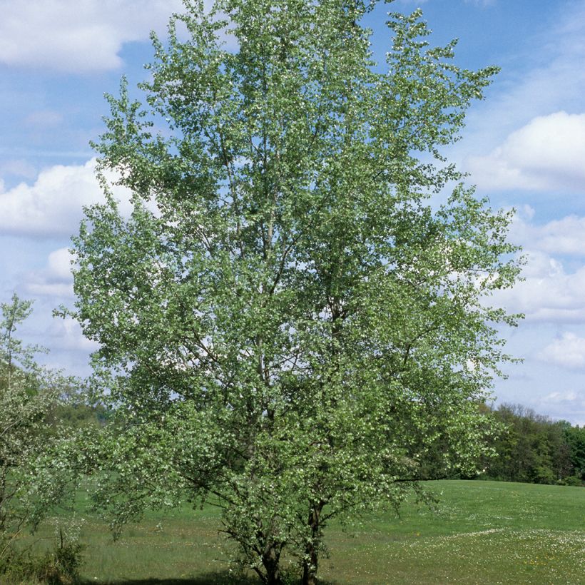 Silber-Pappel - Populus alba (Hafen)