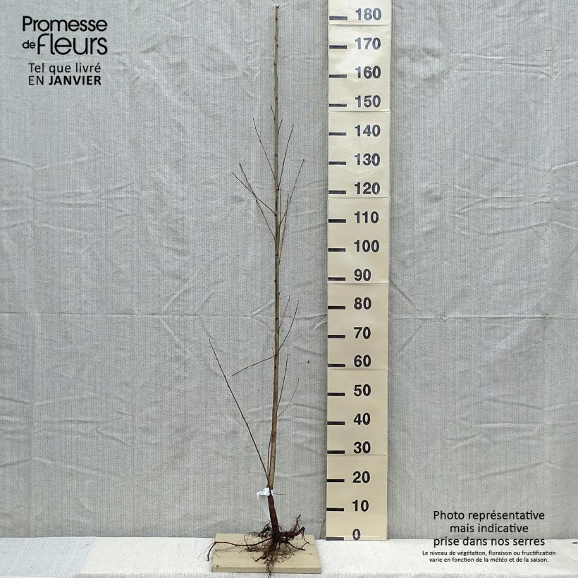 Example of Schwarz-Pappel - Populus nigra Wurzelnackt as you get in hiver