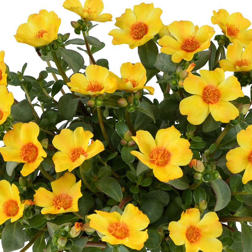 Portulak Pazzaz Nano Yellow Twist - Portulaca (Blüte)