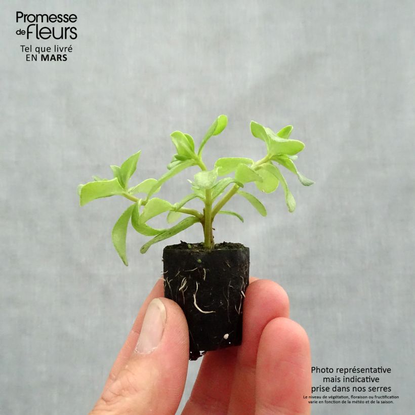 Example of Portulak Pazzaz Nano Hot Pink - Portulaca Mini-Plug Ø 3/4 cm as you get in printemps