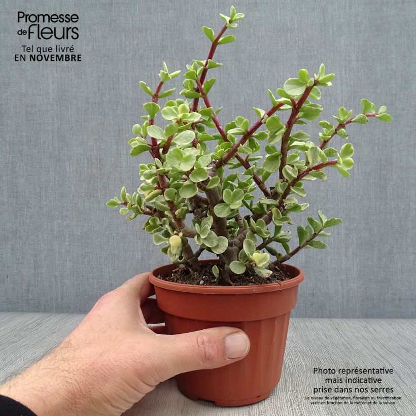 Example of Portulacaria afra Variegata - Strauch-Portulak Topf 12 cm / 13 cm as you get in automne