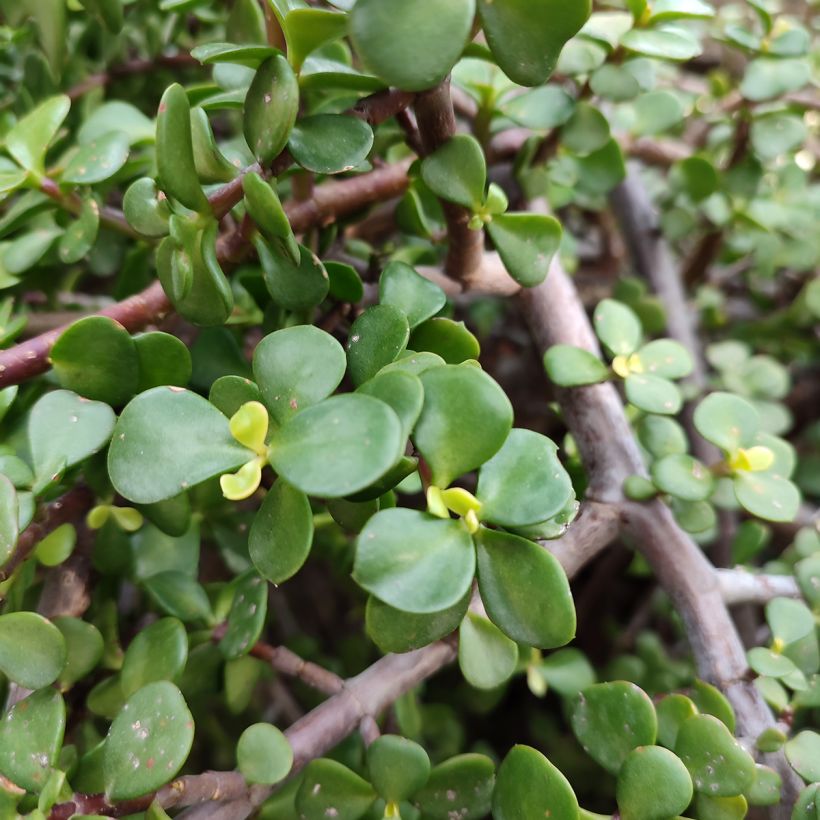 Jadebaum - Portulacaria afra (Laub)