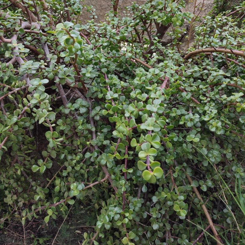 Jadebaum - Portulacaria afra (Wuchs)
