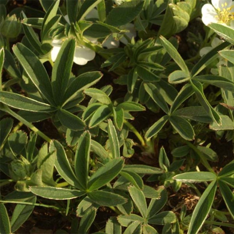 Weißes Fingerkraut - Potentilla alba (Foliage)