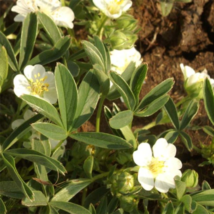 Weißes Fingerkraut - Potentilla alba (Flowering)