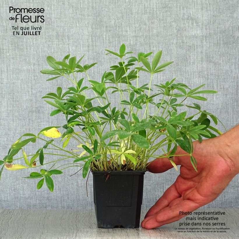 Exemplar von Weißes Fingerkraut - Potentilla alba Kleine Töpfe von 8/9 cm wie im Sommer geliefert