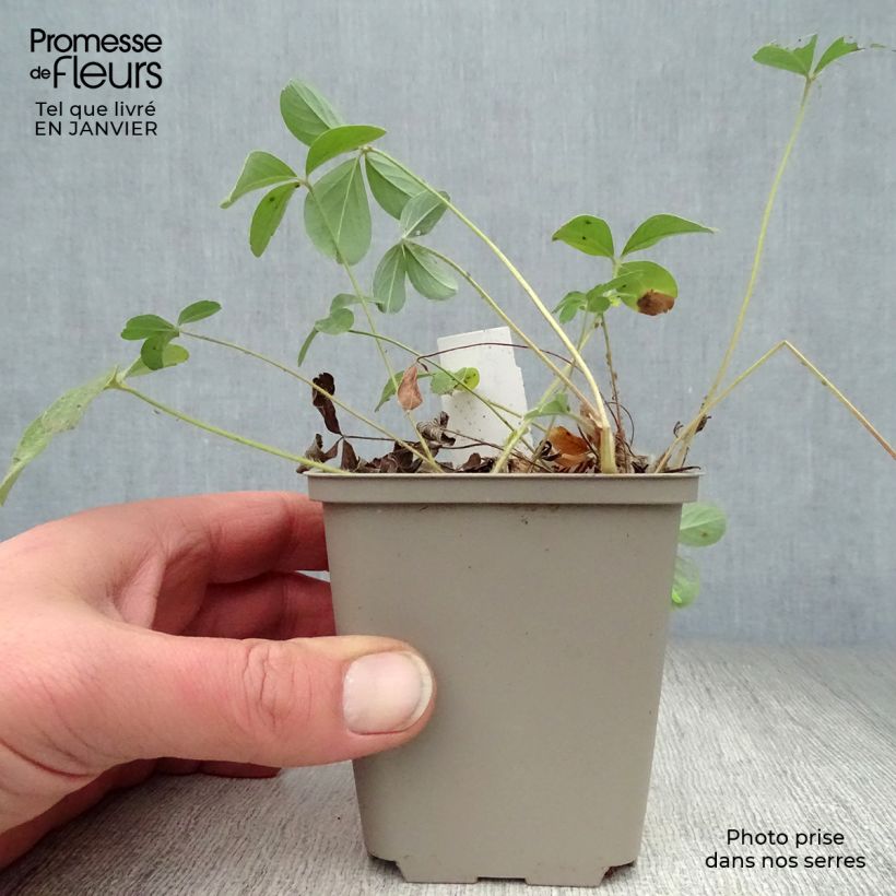 Exemplar von Weißes Fingerkraut - Potentilla alba Kleine Töpfe von 8/9 cm wie im Winter geliefert