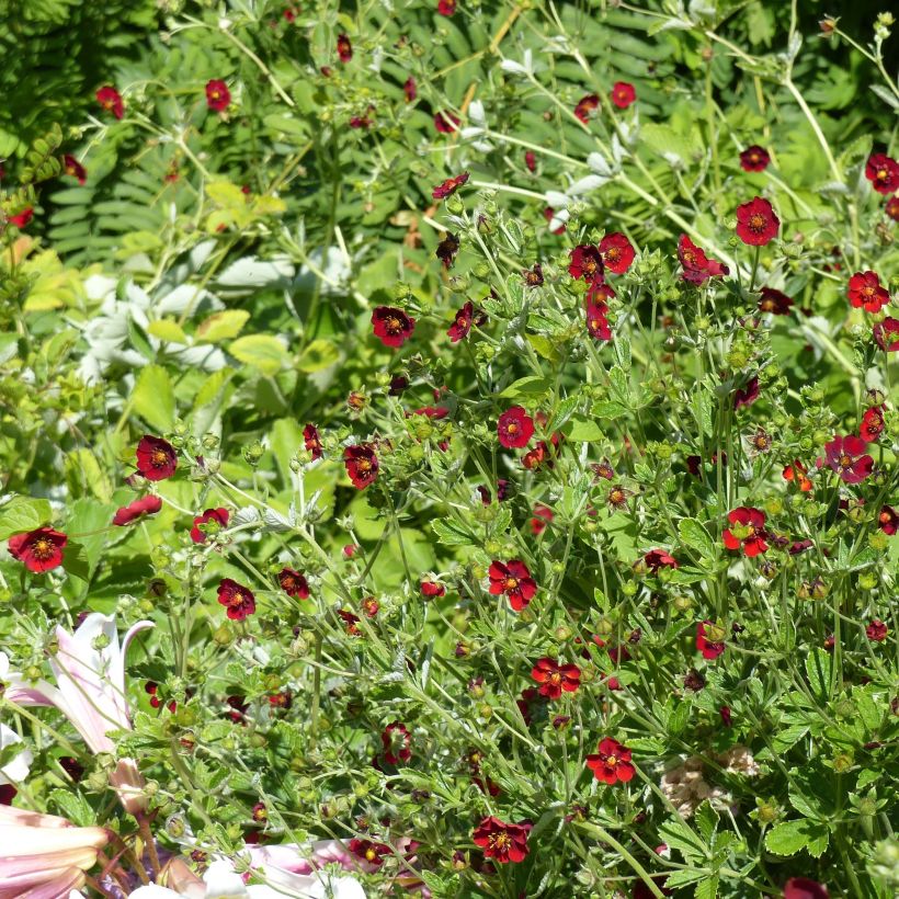 Blutrotes Fingerkraut - Potentilla atrosanguinea (Plant habit)