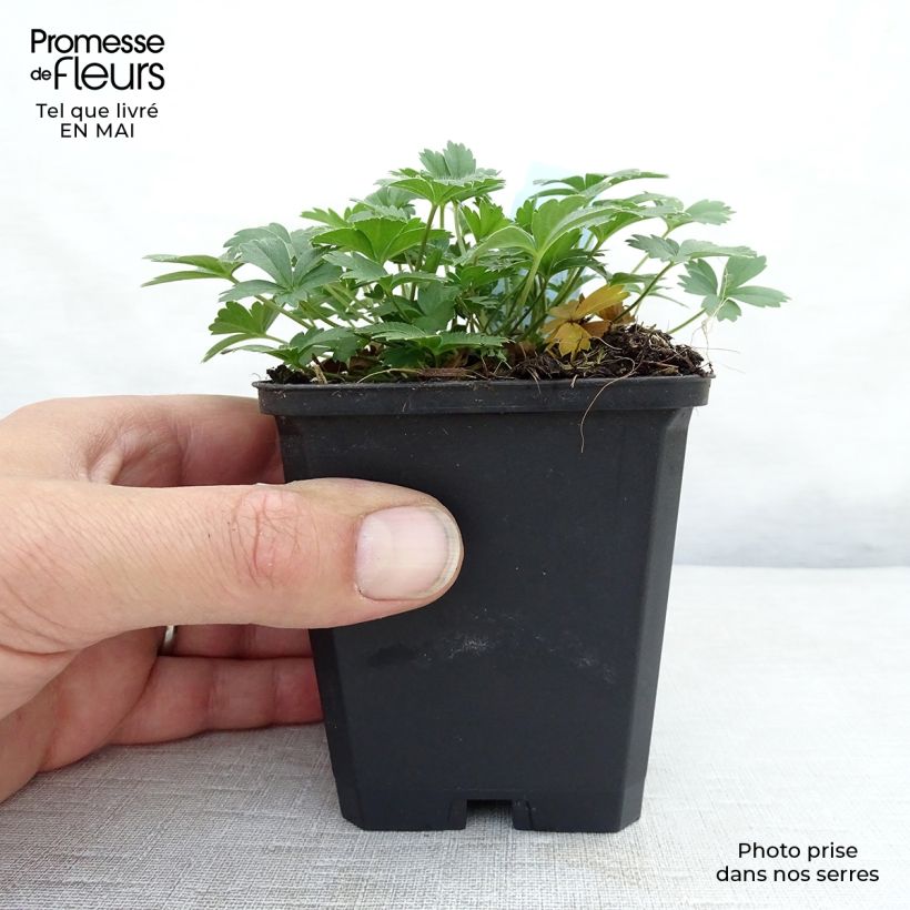 Exemplar von Gold-Fingerkraut - Potentilla aurea Kleine Töpfe von 8/9 cm wie im Frühjahr geliefert
