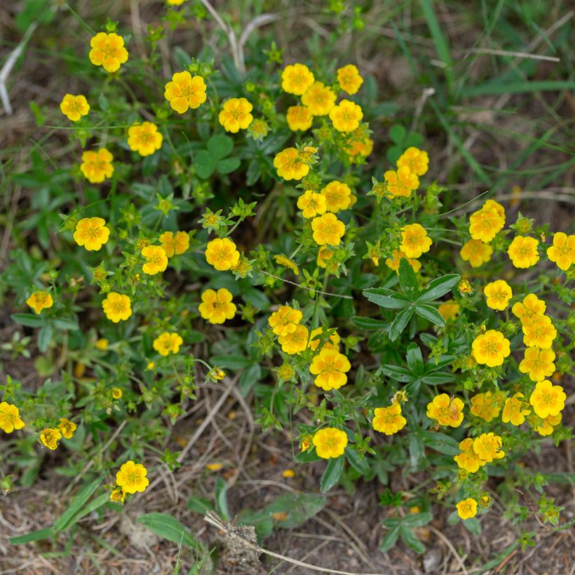 Gold-Fingerkraut - Potentilla aurea (Plant habit)