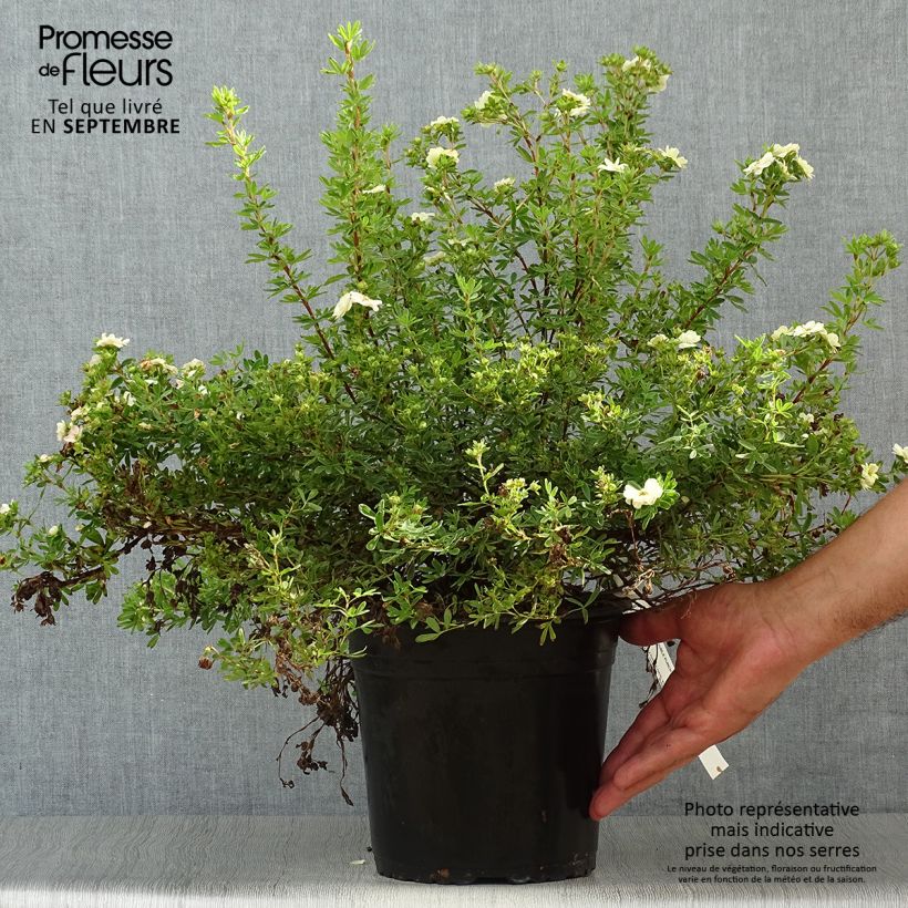 Example of Fingerstrauch Double Punch Pastel - Potentilla fruticosa Topf mit 3L/4L as you get in automne