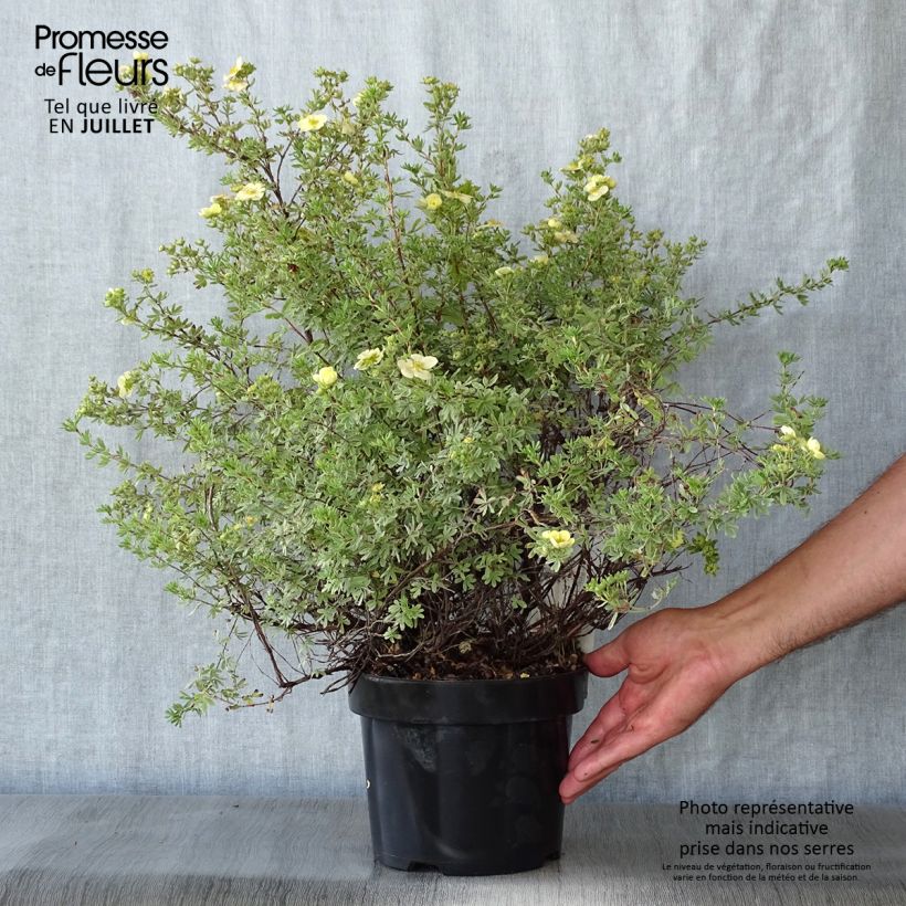 Example of Fingerstrauch Glamour Girl - Potentilla fruticosa Topf mit 2L/3L as you get in ete