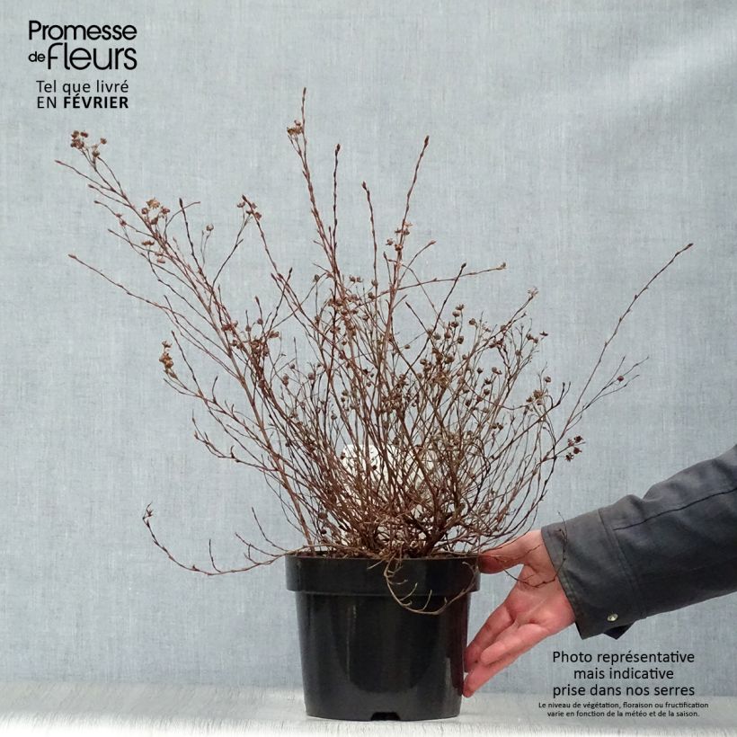 Exemplar von Fingerstrauch Glamour Girl - Potentilla fruticosa Topf mit 2L/3L wie im Winter geliefert