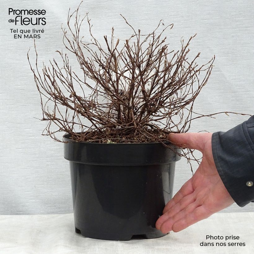Exemplar von Fingerstrauch Glamour Girl - Potentilla fruticosa Topf mit 2L/3L wie im Frühjahr geliefert