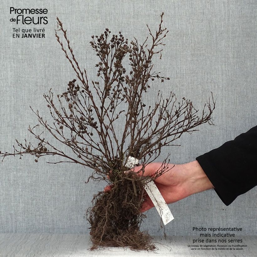 Example of Fingerstrauch Abbotswood - Potentilla fruticosa Wurzelnackt as you get in hiver