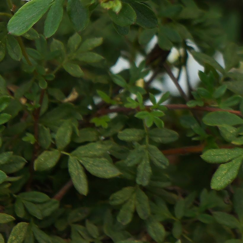 Fingerstrauch Bella Bianca - Potentilla fruticosa (Foliage)