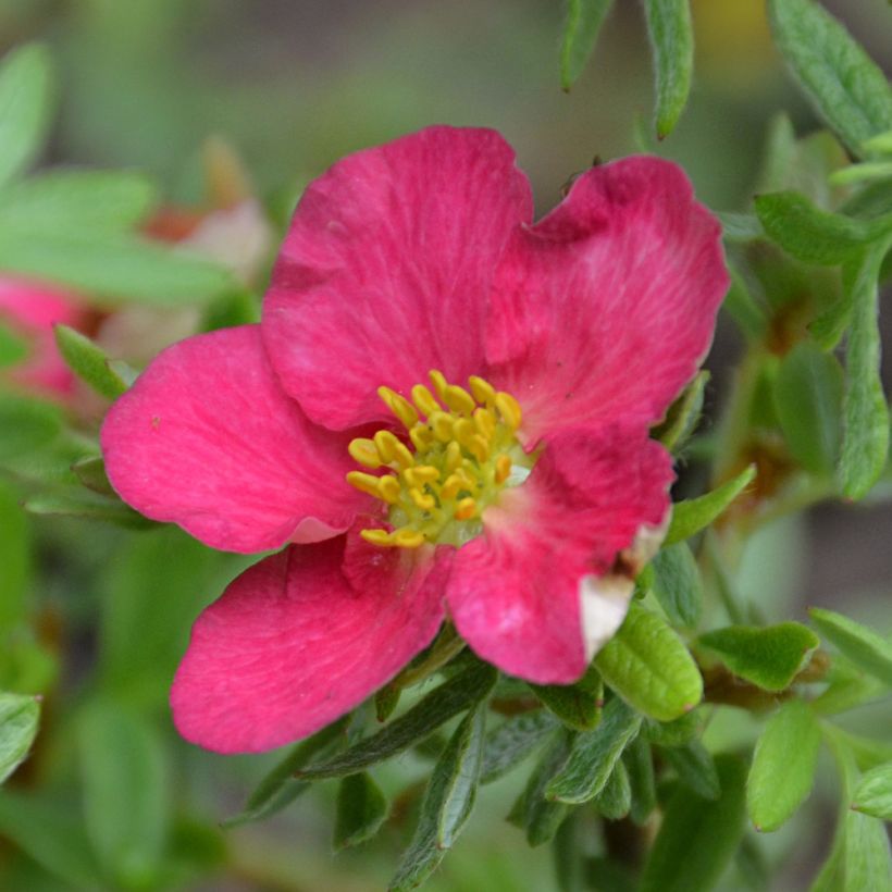 Fingerstrauch Bellissima - Potentilla fruticosa (Flowering)