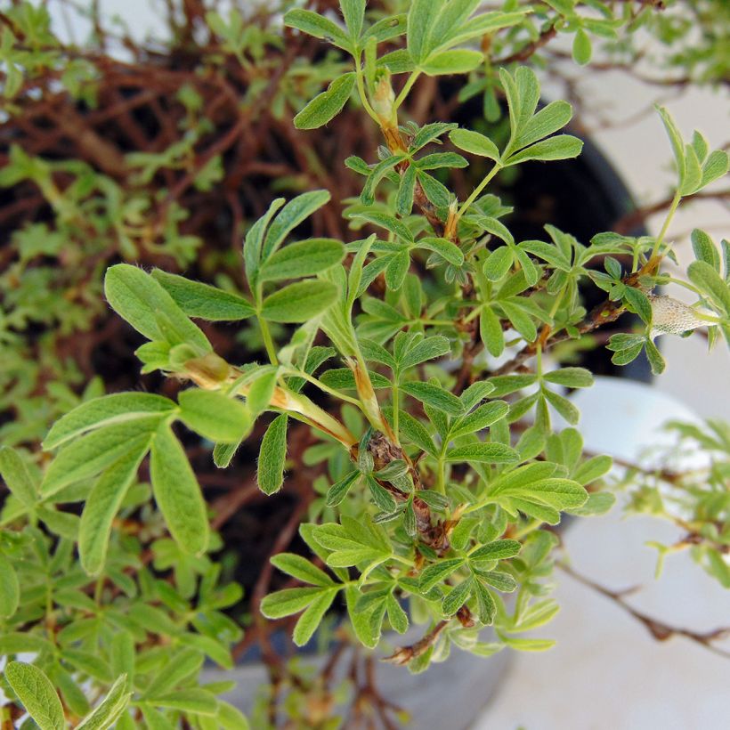 Fingerstrauch Bellissima - Potentilla fruticosa (Foliage)