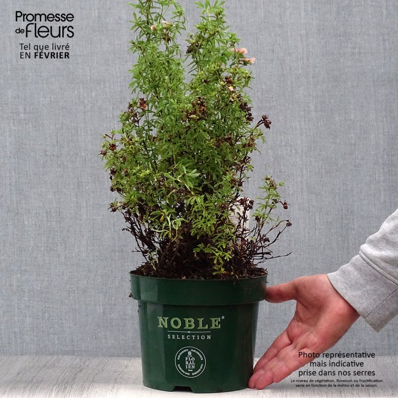 Example of Fingerstrauch Bellissima - Potentilla fruticosa Topf mit 2L/3L as you get in automne