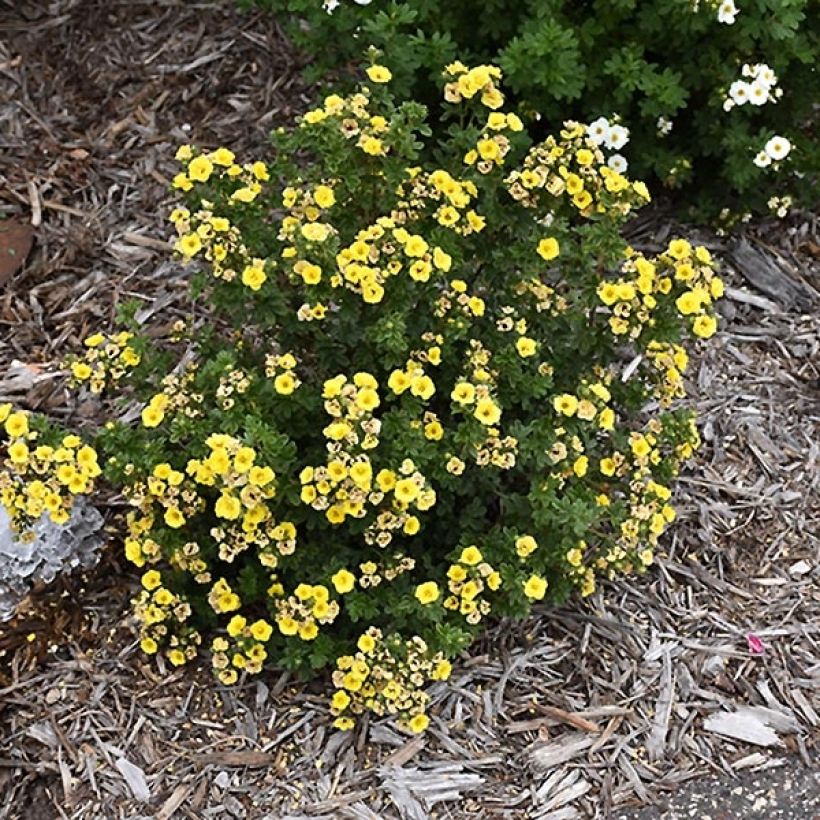 Fingerstrauch Citrus Tart - Potentilla fruticosa (Plant habit)