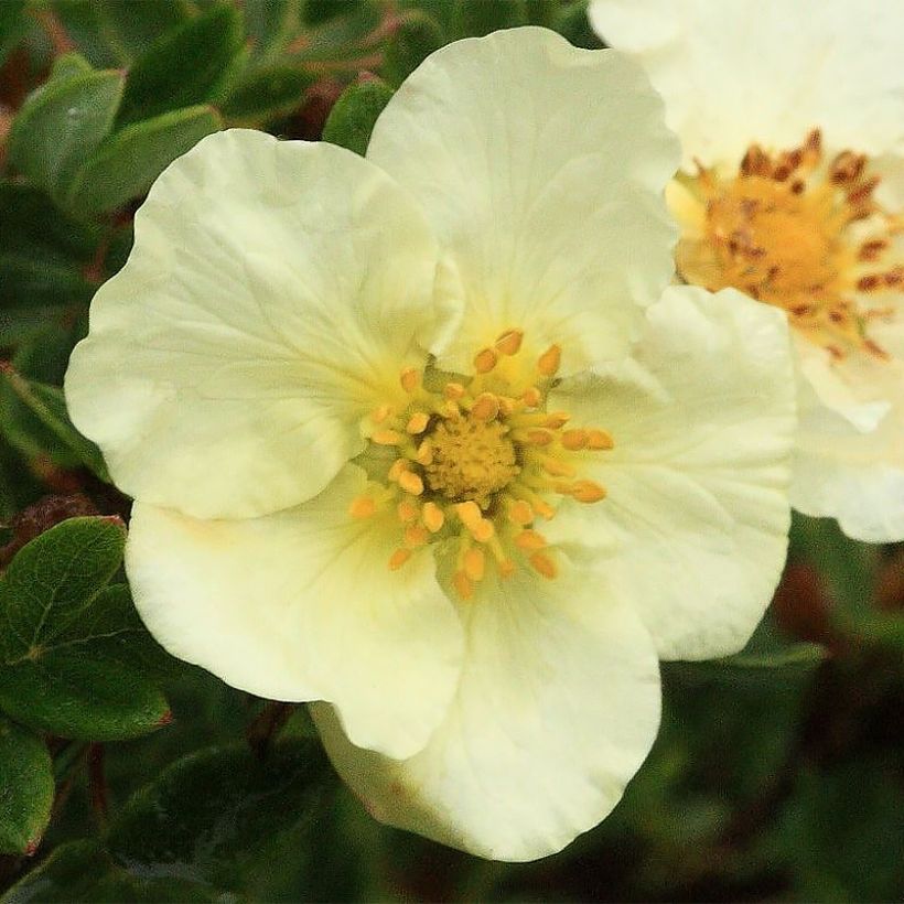Fingerstrauch Creamissima - Potentilla fruticosa (Flowering)