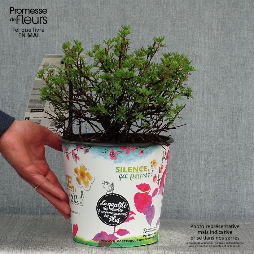 Exemplar von Fingerstrauch Double Punch Pastel - Potentilla fruticosa Topf mit 3L/4L wie im Frühjahr geliefert