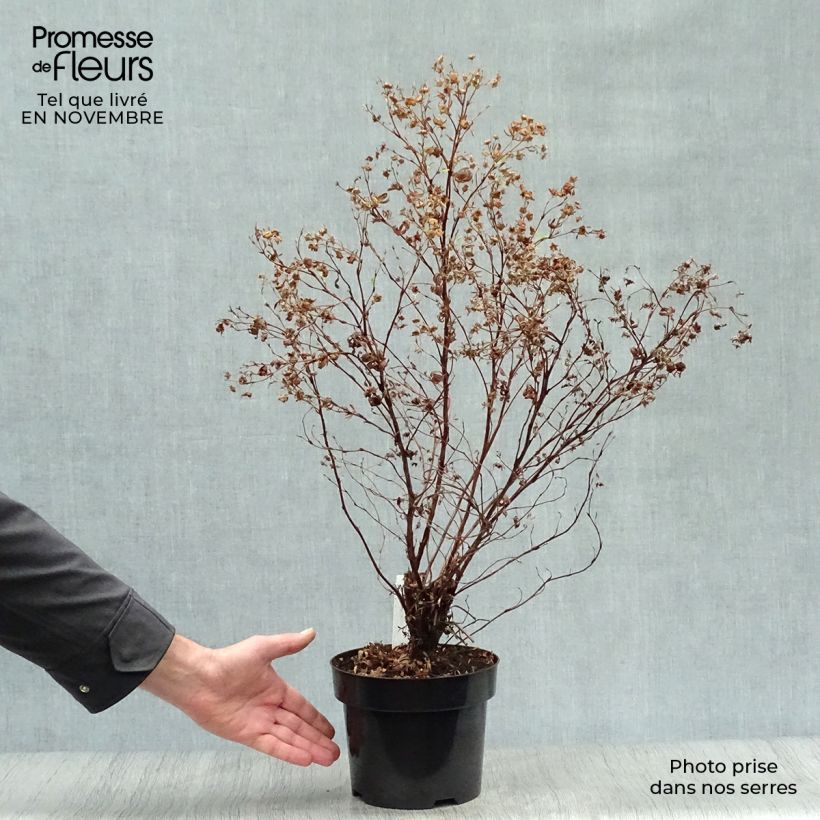 Example of Fingerstrauch Goldfinger - Potentilla fruticosa Topf mit 3L/4L as you get in automne